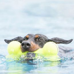 Jouet Kong AirDog Squeaker Dumbbell KONG  Jouets Kong