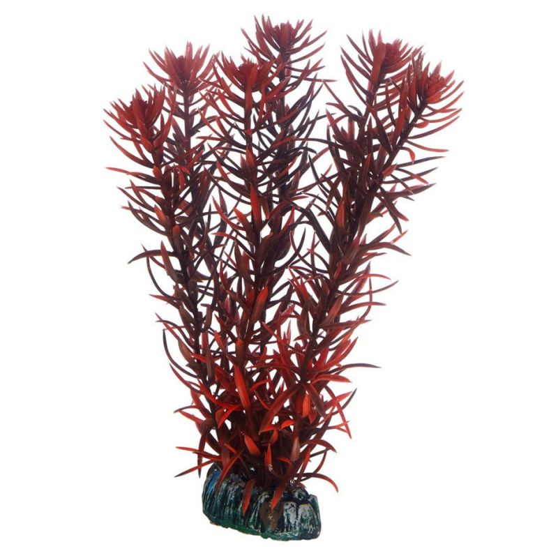 Hobby plante Eusteralis HOBBY  Plantes