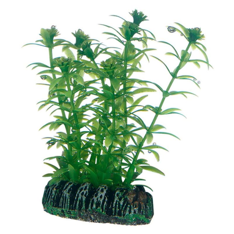 Hobby plante Lagarosiphon HOBBY  Plantes