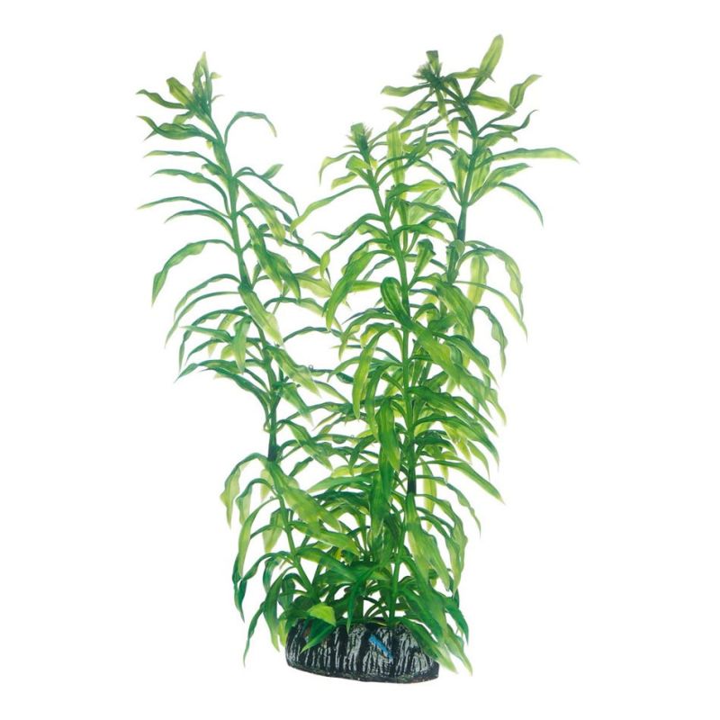 Hobby plante Heteranthera HOBBY  Plantes