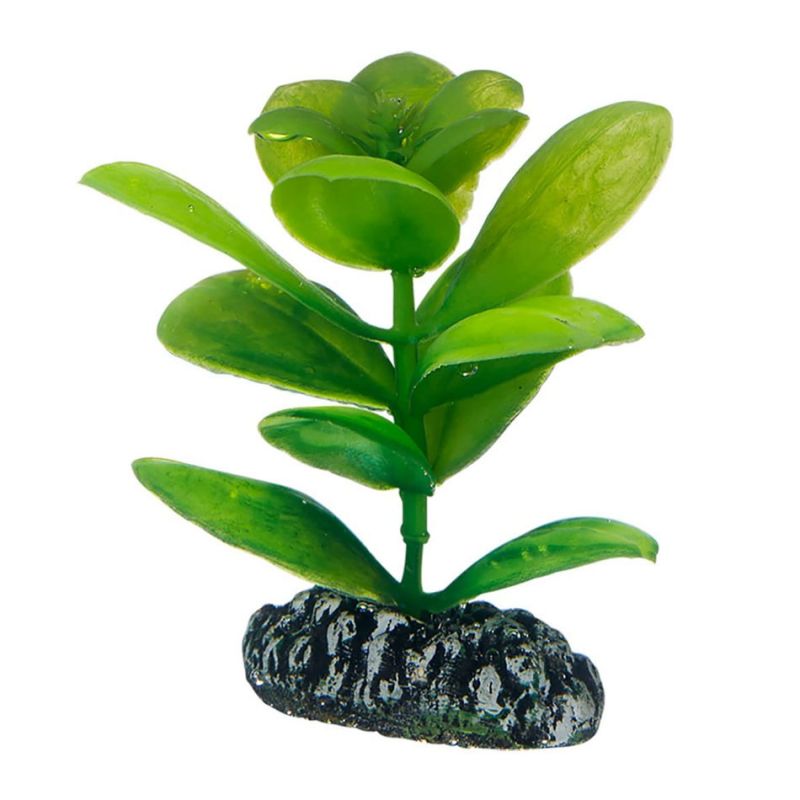 Hobby plante Saururus HOBBY  Plantes