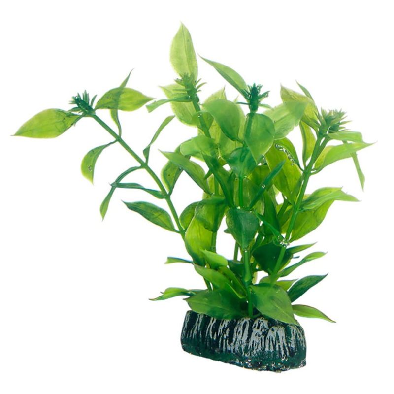 Hobby Hygrophila  HOBBY 4011444515605 Plantes