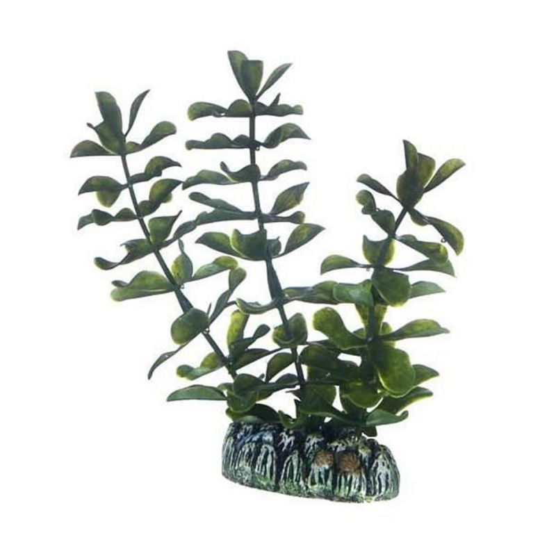 Hobby plante Bacopa HOBBY  Plantes