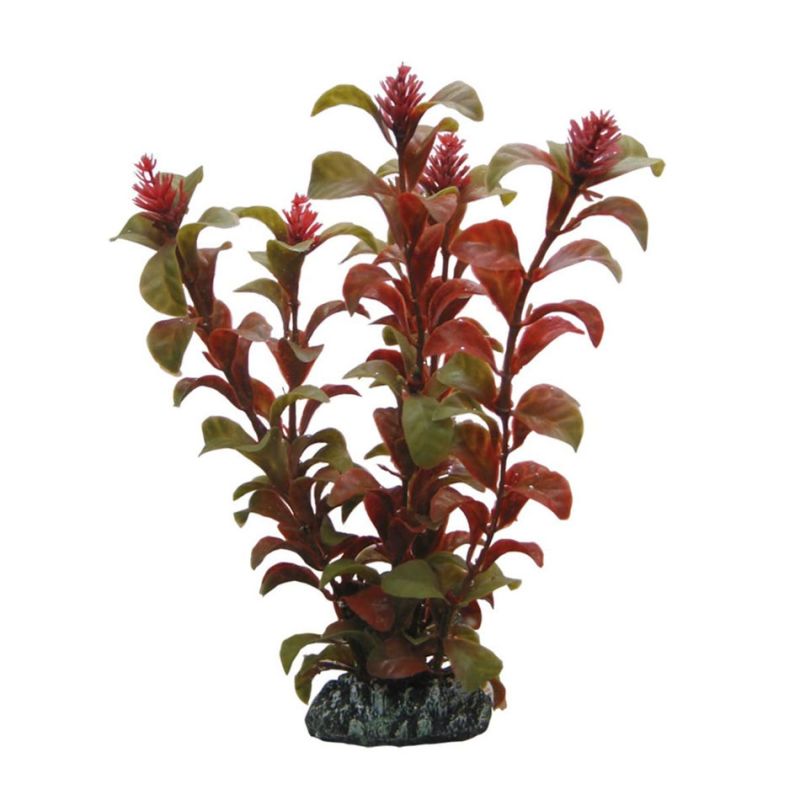 Hobby plante Rotala HOBBY  Plantes