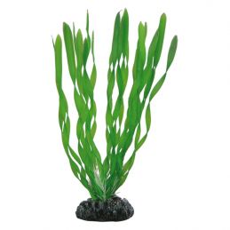 Hobby plante Vallisneria HOBBY  Plantes