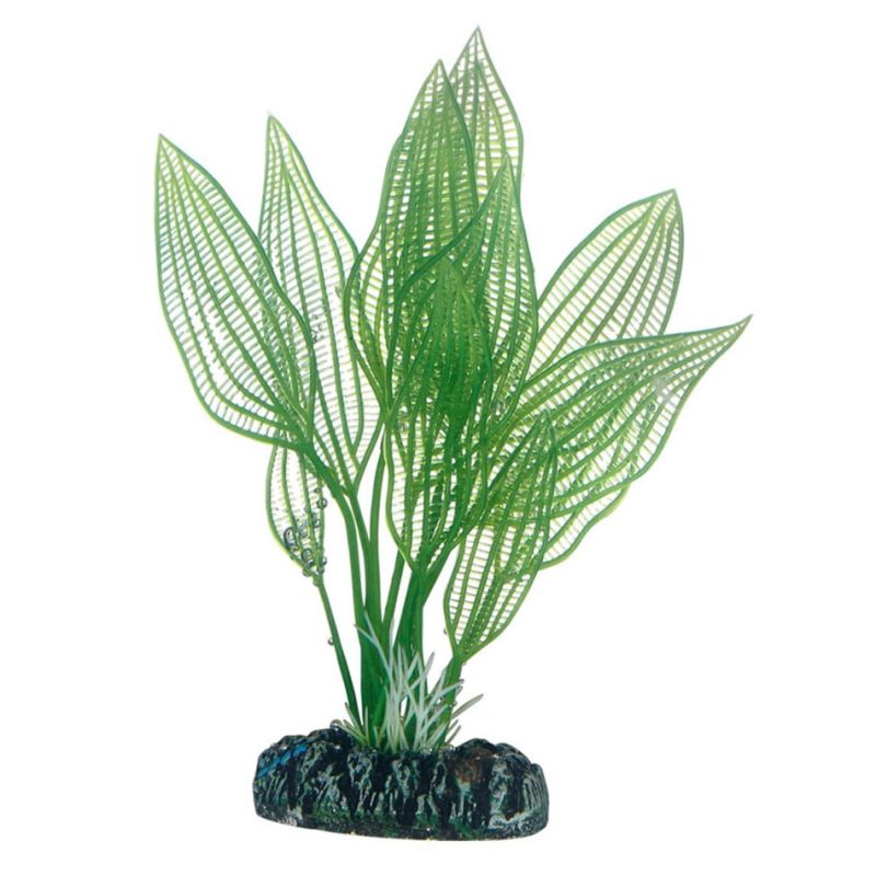 Hobby Aponogeton HOBBY  Plantes