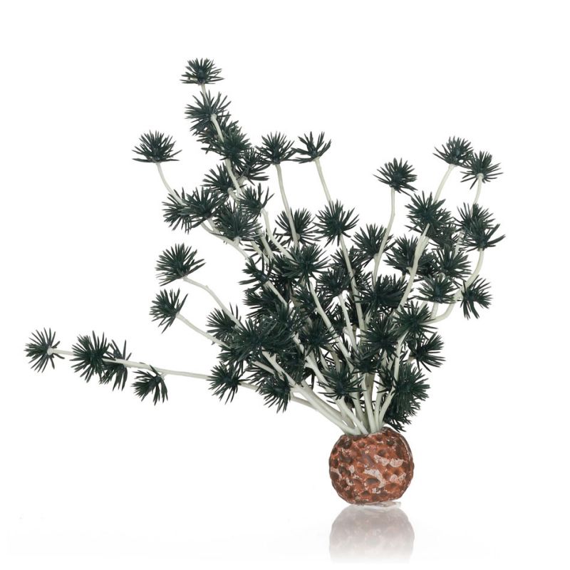 Oase Boule de bonsai OASE  Plantes