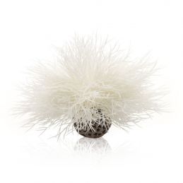 Oase plante Lys de mer OASE  Plantes