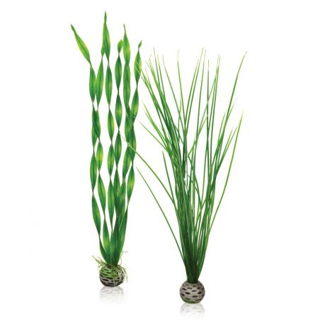 Oase Set plantes vertes