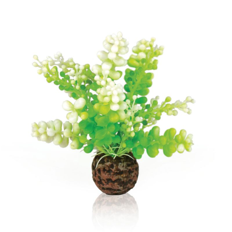 Oase plante Caulerpe OASE 822728007334 Plantes