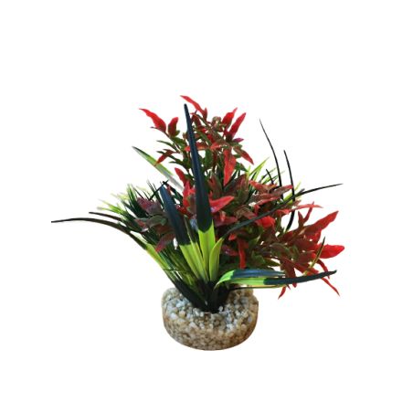 Plantes AquaPlants Sydeco