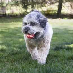 Balle signature  KONG 035585476155 Jouets Kong