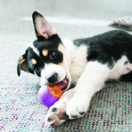 Balle Squeez action KONG 035585464053 Jouets Kong