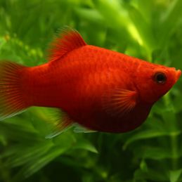 Platy rouge   Animaux en magasin