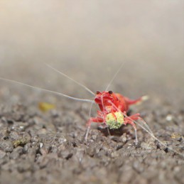 JBL ProNovo Shrimps Grano S JBL  Aliments de fond