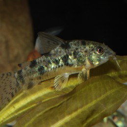 JBL ProNovo Corydoras Tab M JBL  Accueil