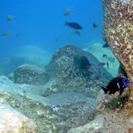 JBL ProNovo Malawi Grano M JBL  Accueil