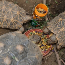 JBL ProTerra Florsil JBL  Alimentation reptiles et amphibiens