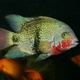 JBL ProNovo Cichlid Grano XL JBL  Cichlidés