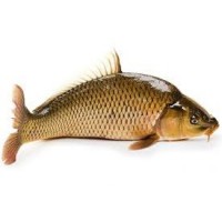 Pêche à la Carpe - Vente en ligne de matériel pêche de la carpe chez L'exotus