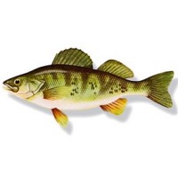 Pêche aux Carnassiers - L'exotus