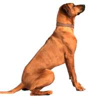 Dressage et éducation du chien : Magasin L'exotus