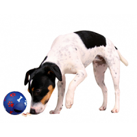 Balle pour chien : Jouer avec votre animal préfère