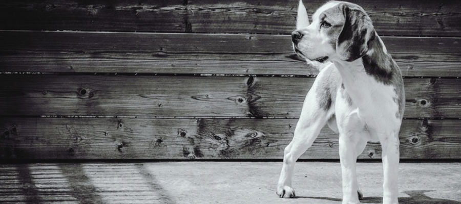 Des ingrédients régionaux frais pour nourrir votre chien, c’est possible ! 