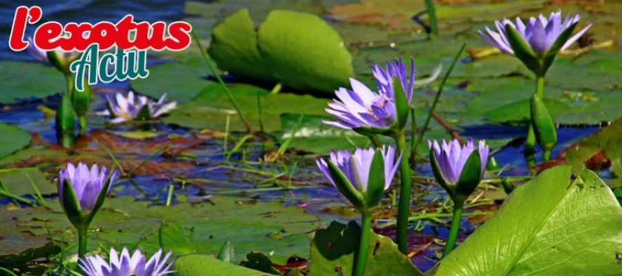 Les plantes de bassin sont arrivées à l'Exotus Colmar-Houssen 
